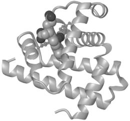 Heme Fe(II)-protoporphyrin IX Porphyrin ring provides four of the six ligands surrounding iron atom Protein component of Mb and Hb is globin Myoglobin is composed of 8 α helices Heme prosthetic group