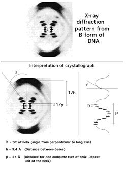 Linus Pauling and collaborators used X-ray diffraction studies to postulate several