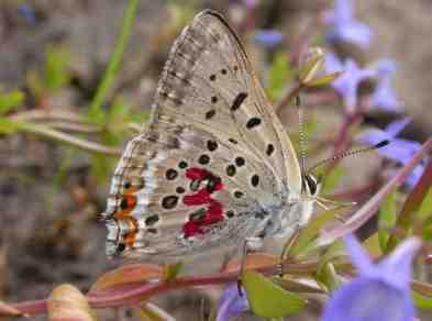 Lycaena xanthoides (great copper) in Western Oregon Restricted to 3 wetland prairie sites in
