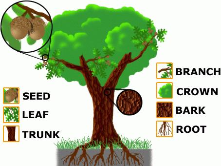 Parts of a Tree Root Leaf Anchor the tree to the earth supply the tree with nutrients and water makes sugar from the air and water Branches Crown Trunk support the leaves, holding them up to get sun