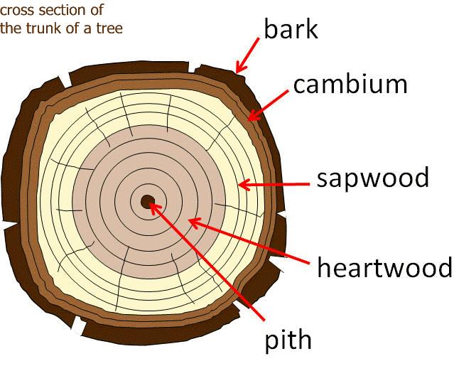 Parts of a Tree: TRUNK Outer bark protects the tree from fire and insects insulates the tree from extreme temperatures Phloem a pipeline which carries nutrients from the leaves to the rest of the