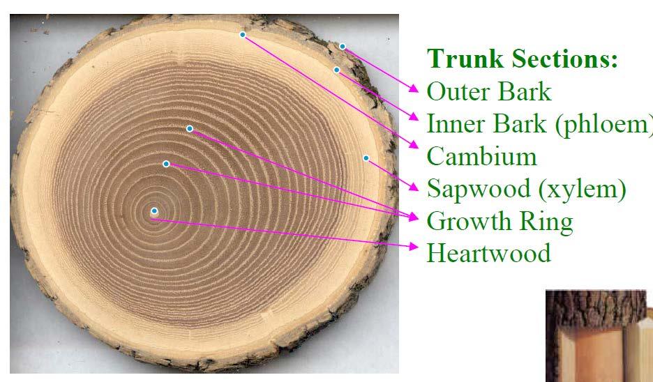 Life of a Tree Dendrochronology: the scientific study of growth patterns and the aging of trees as shown in their rings. Dendrodisc: tree cookie; a cross-sectional slice of a tree.