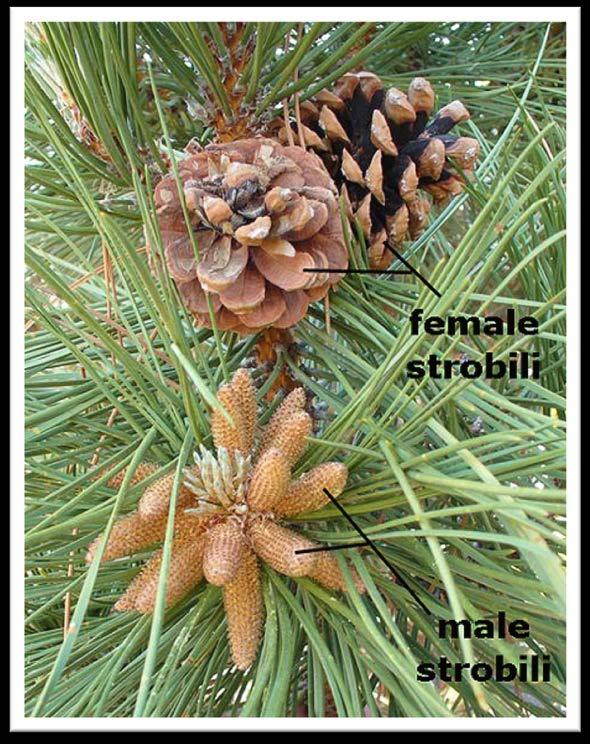 Coniferous Trees Conifers (from the Latin word meaning conebearing ) have their reproductive structures in male and female cones. Seeds are loosely attached to the cone scales.