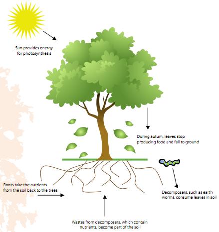 Nutrient Cycle of Trees Just like people, trees need food to survive. Everything they need to be healthy comes from sunlight, water, air and soil. Leaves contain a chemical called chlorophyll.