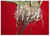 Hirschmaniella oryzae: the rice root