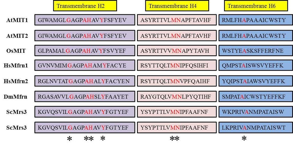 Figure 3.1: Partial alignment of amino acid sequence of mitochondrial Fe transporters in five species.