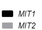 (A) Expression levels of MIT1 and MIT2 in Col-gl-1 and amirmit1/2 by qrt-pcr.