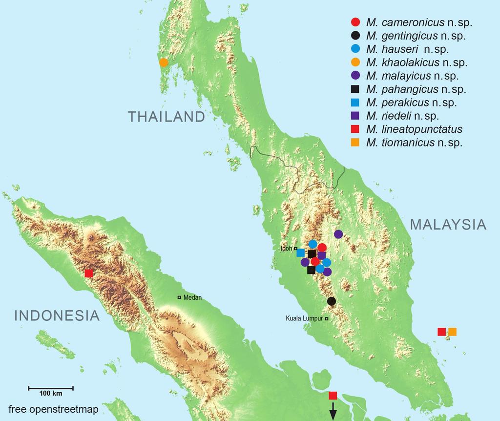 SCHAWALLER, NEW SPECIES OF MENIMUS FROM PENINSULAR MALAYSIA AND ADJACENT SOUTHERN THAILAND 211 metaventrite.