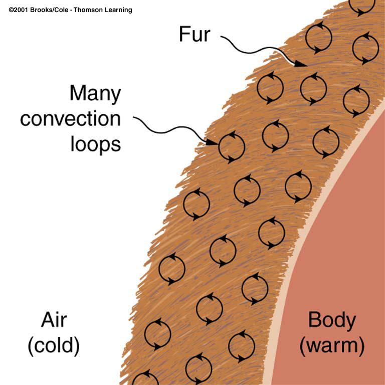 How do fur