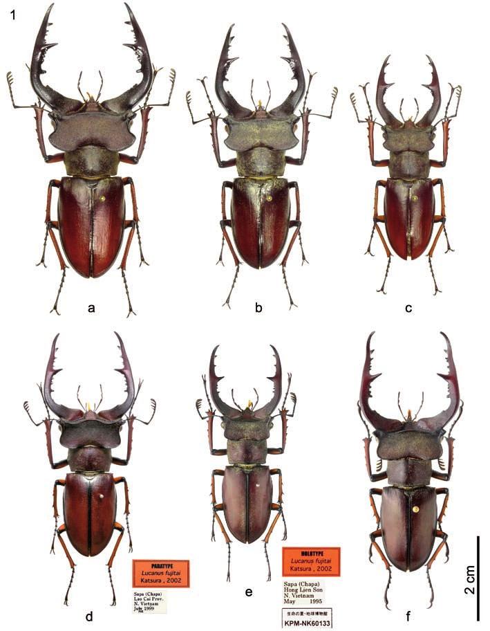12 Jin Sato, Michele Zilioli Fig. 1 - a-c) Lucanus gradivus n.sp. a, c: paratype males, JSC; b: holotype male, MSNM.