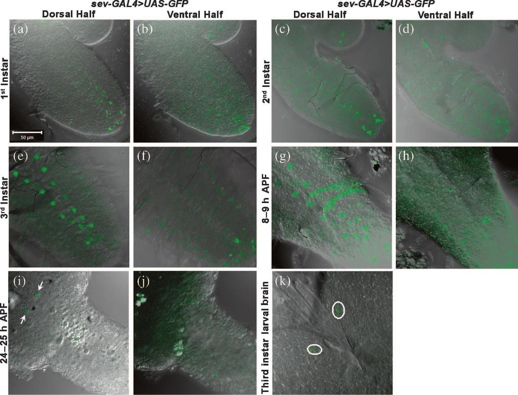 Mukulika Ray and Subhash C. Lakhotia Figure 2. Expression of sev-gal4 driver in larval and pupal CNS.