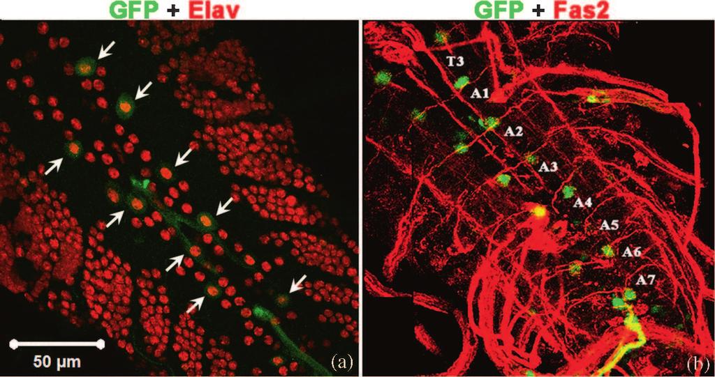 Expression domains of Drosophila sev-gal4 and GMR-GAL4 drivers Figure 3. The sev-gal4 driven UAS-GFP expressing cells in ventral ganglia express Elav and are arranged in a neuromeric pattern.