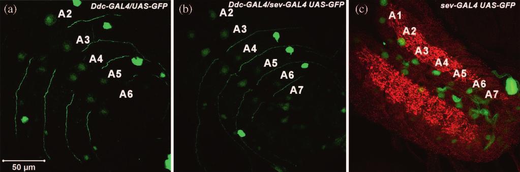 indicated by arrows. (b) Confocal projection image of anti-fas II (red) stained dorsal half of early pupal ventral ganglia expressing sev-gal4>uas-gfp (green); the T3, A1 A7 neuromeres are marked.