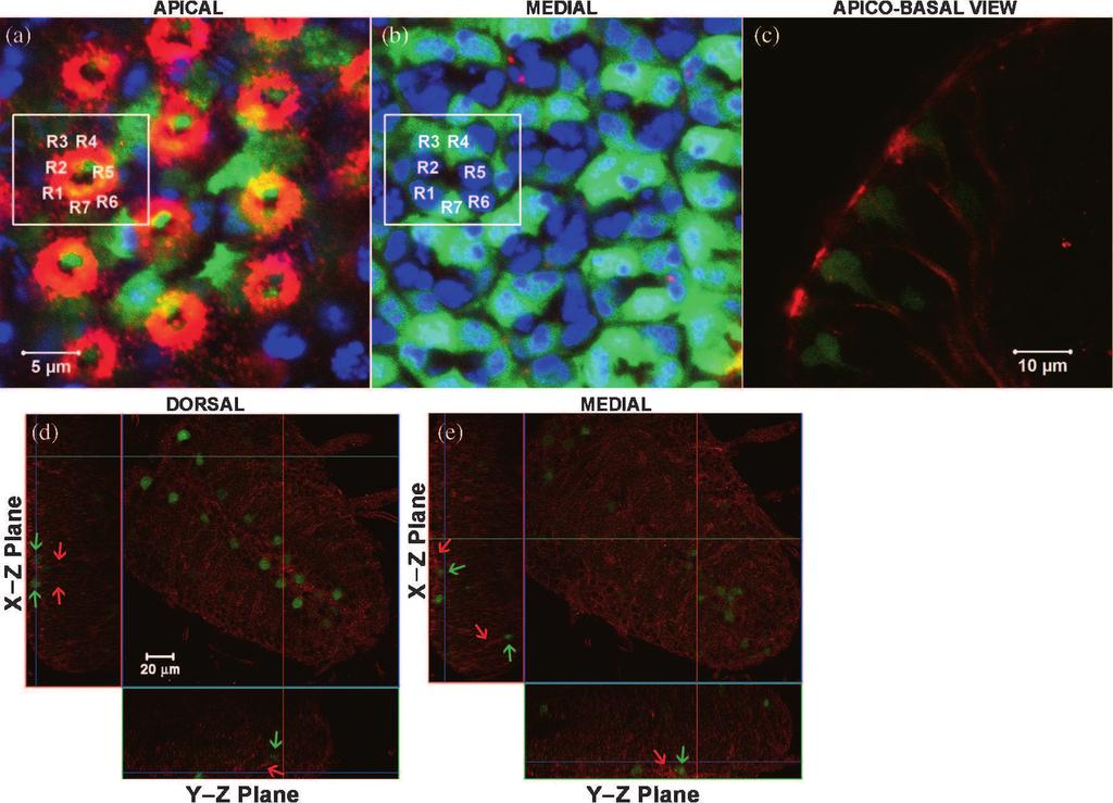 Mukulika Ray and Subhash C. Lakhotia Figure 5. Sevenless protein is present in eye disc and CNS cells that show sev-gal4 driven UAS-GFP expression.