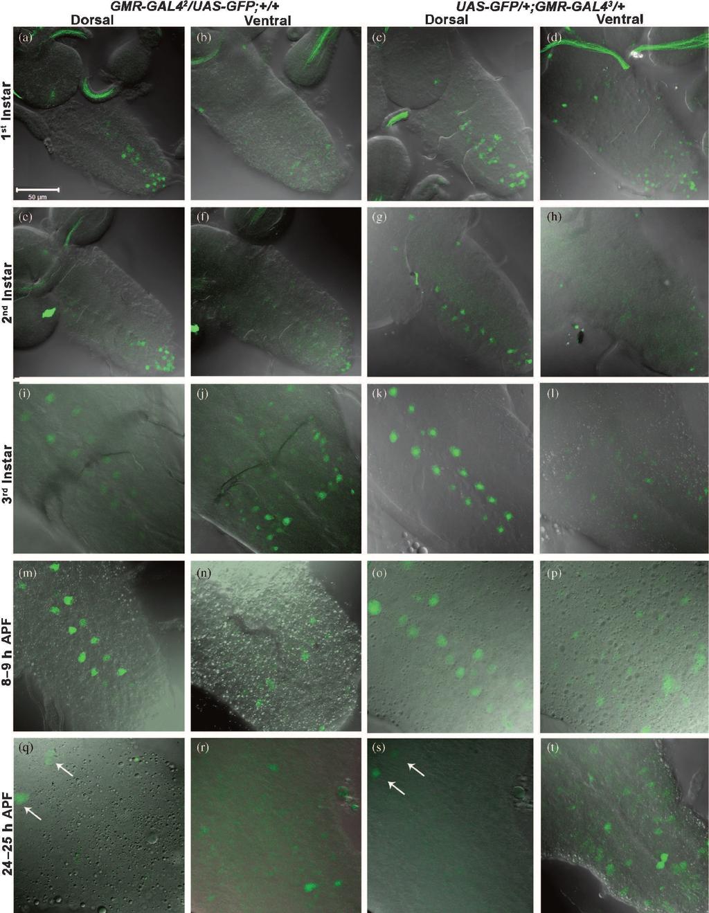 Expression domains of Drosophila sev-gal4 and GMR-GAL4 drivers Figure 6. GMR-GAL4 drivers activate UAS-GFP in larval and pupal ventral ganglia in a pattern similar to that seen in sev-gal4 driver.