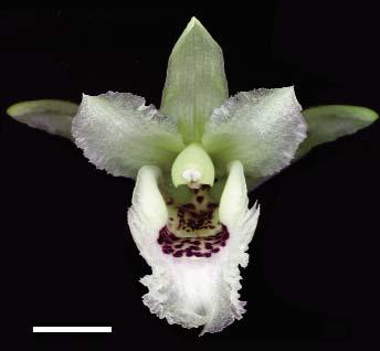 part of the same specimen from which the holotype was prepared) and grown at Lankester Botanical Garden under accession No. JBL-07899, flowered in cultivation in May 1998 and in March 2004 (Fig.