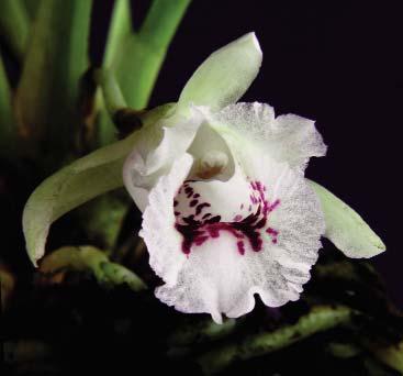 Figure 38. The flower of C. merana, from the collection of the Ángel Andreetta Research Center on Andean Orchids, photographed by Hugo Medina (Acaro & Medina s.n., CIOA-spirit). Figure 37.