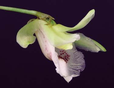 Figure 42. Photo of the flower from the plant that served as the holotype of C. yamilethiae, flowered at Lankester Botanical Garden on May 2003 (Pupulin 4701, JBL-Spirit).