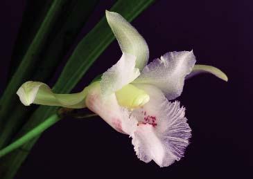ECOLOGY: A supposedly rare epiphyte from the premontane wet forests of the Venezuelan Andes. Flowering in cultivation in the northern hemisphere has been recorded in August.