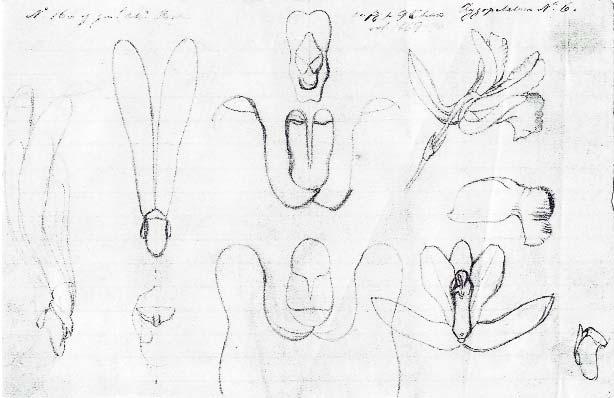 Figure 1. Sketches by A.R. Endrés (around 1869-1870) from the plant that eventually served as the holotype of Chondrorhyncha endresii (W Rchb-Orch 10664).