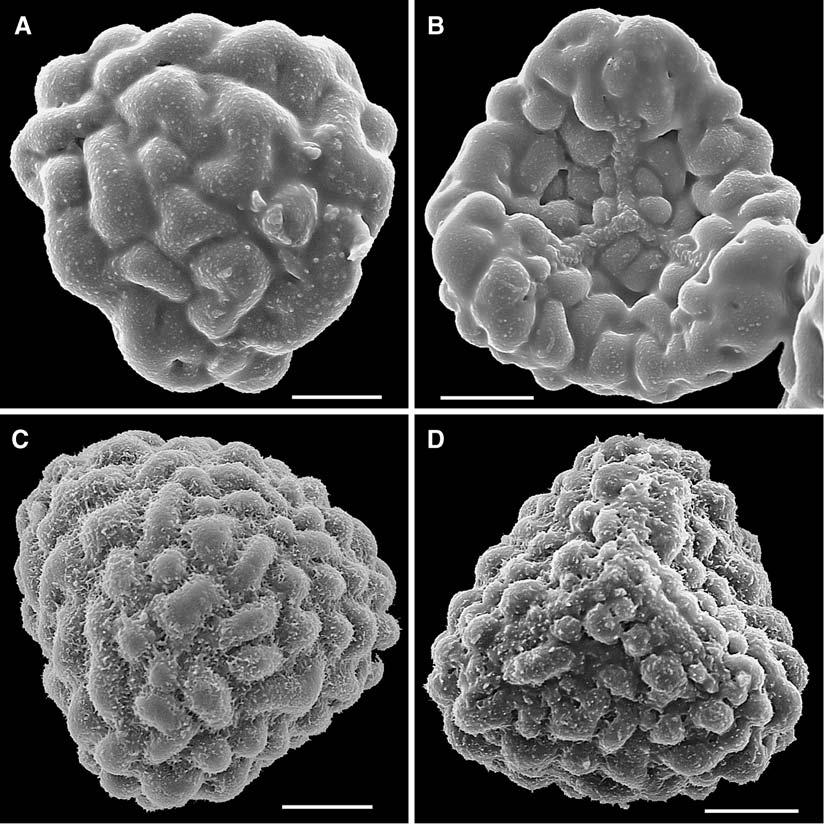 364 BRITTONIA [VOL 60 FIG. 1. Spores of two species of Cyathea, with distal faces at left, proximal faces at right. A, B. C. aterrima. C, D. C. myriotricha. Scale bars = 10 μm. path. [Gen. Fil.