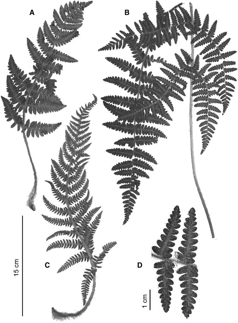 366 BRITTONIA [VOL 60 FIG. 3. Leaf variation in Cyathea myriotricha. A.