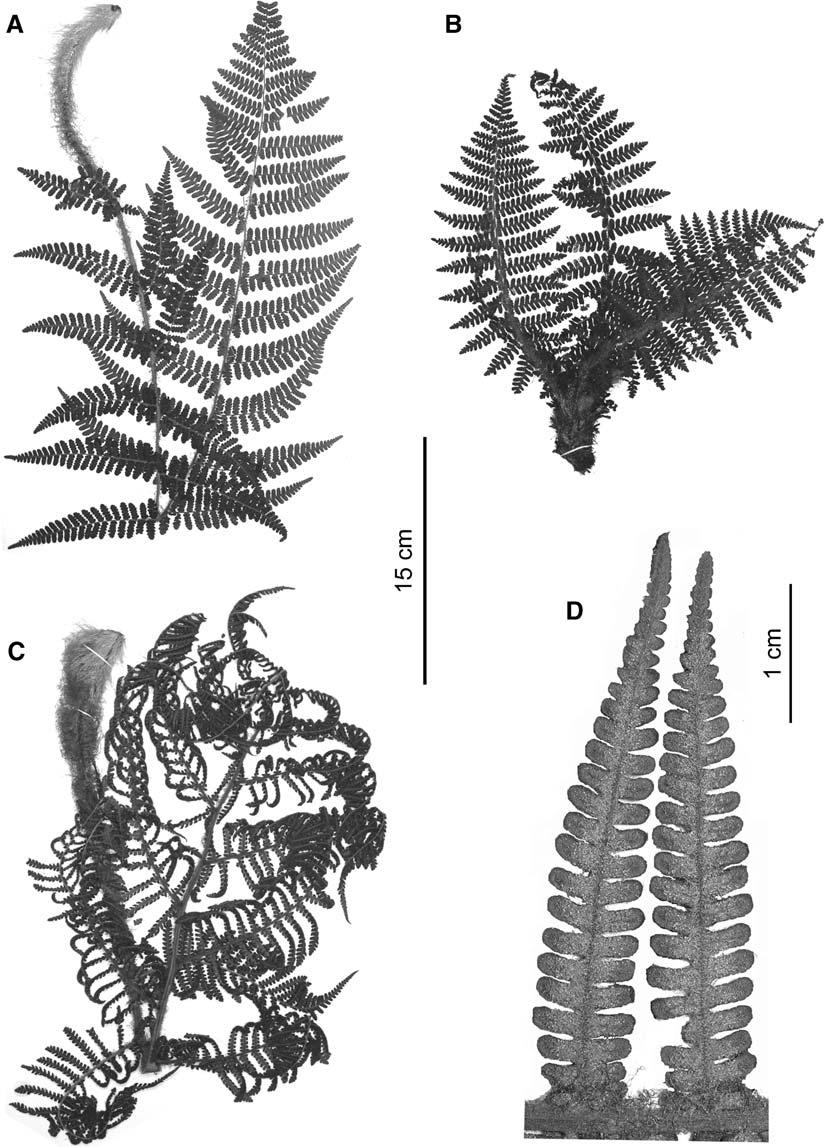 368 BRITTONIA [VOL 60 FIG. 5. Leaf variation in Cyathea aterrima. A. van der Werff et al.