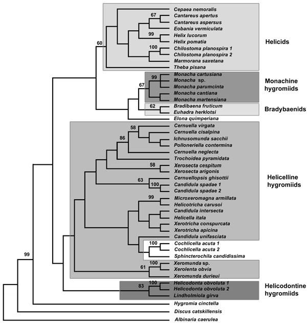 MOLECULAR PHYLOGENETIC RELATIONSHIPS IN W. PALAEARCTIC HELICOIDEA 507 Figure 1. Consensus tree (50% majority rule) from six most parsimonious reconstructions.