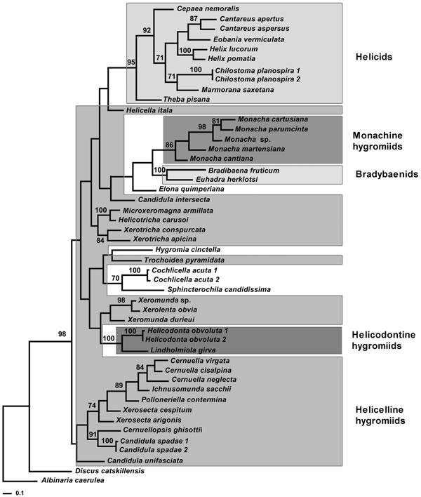 MOLECULAR PHYLOGENETIC RELATIONSHIPS IN W. PALAEARCTIC HELICOIDEA 509 Figure 3. Consensus tree (50% majority rule) from Bayesian analysis.