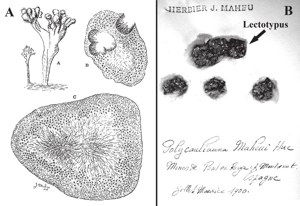 342... Gómez Bolea & Barbero Castro FIG 1. A. Drawings by J. Maheu accompanying the protologue. B. Arrow indicates selected Lectotypus of Rhizoplaca maheui from the Herbarium Maheu (PC).