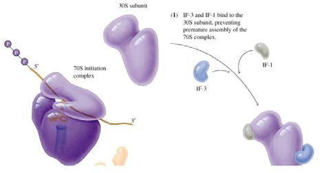 IF 3 in prokaryotes) IF-1: binds to 30S and facilitates IF-2 & IF-3