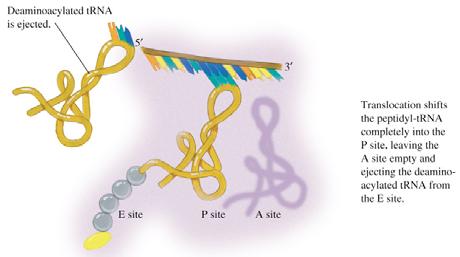 Binding of EF-G-GTP to ribosome completes translocation of peptidyl-trna BCMB 3100 - Chapters 39 & 40 Translation (protein synthesis) translation Genetic code trna Amino acyl trna Ribosomes