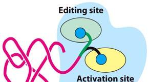 inappropriately joined to trna Thr. CCA arm of trna Thr can swing into editing site where the serine is removed.