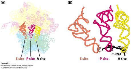 There are 3 trna-binding sites, each with a different function, in a fully assembled ribosome: A, P and E site.