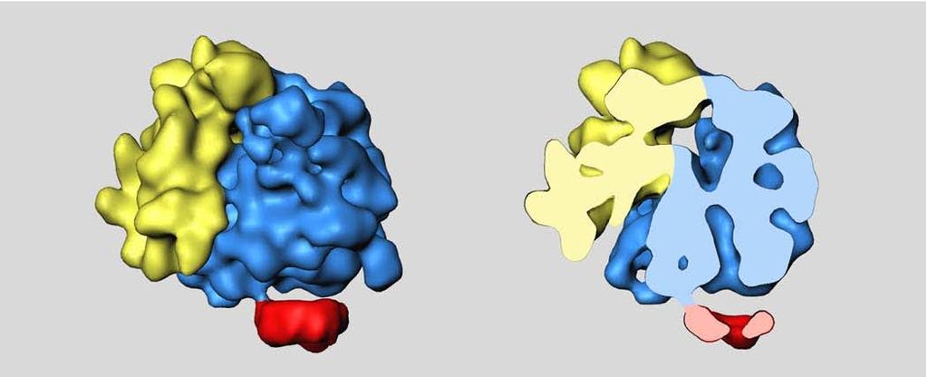 small subunit large subunit Sec61 channel path of nascent protein The cutaway view at right shows that the tunnel in the yeast large ribosome subunit, through which nascent polypeptides