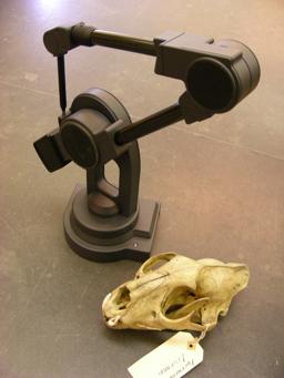 Working with 3D data Ten 3D landmarks collected from six mammal skulls with Microscribe digitizing arm.