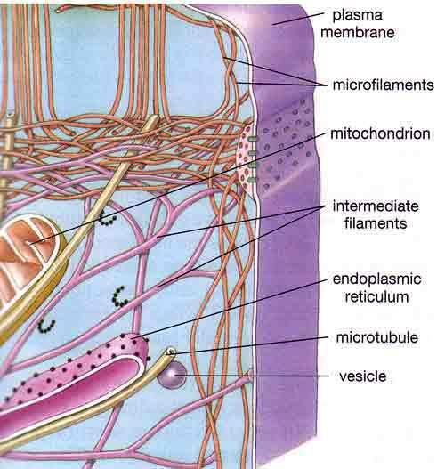 Cytoskeleton is a network of fibers within the cytoplasm.