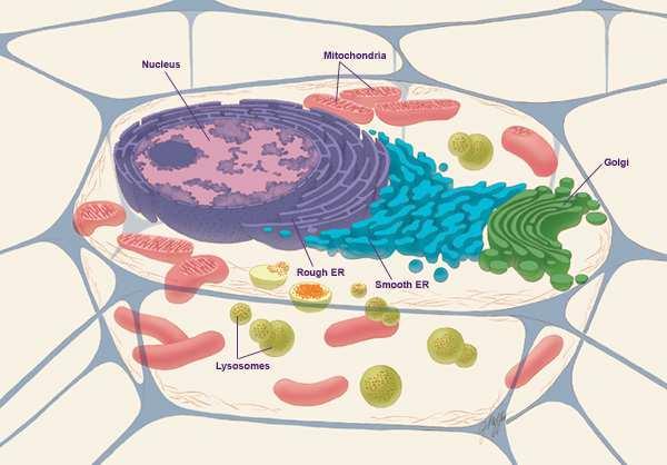 To increase efficiency in the larger cell, eukaryotes evolved many bacterium-sized parts known as organelles. Organelles subdivide the cell into specialized compartments.