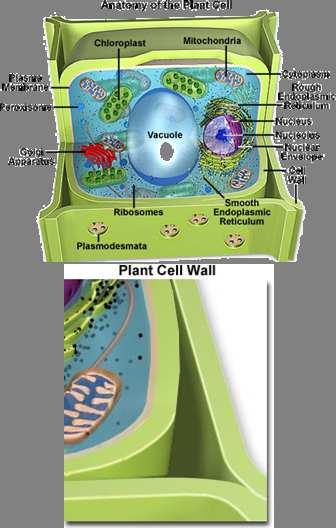 Slide 132 / 143 Cell wall The cell wall is an outer layer in addition to the plasma membrane, found in fungi,