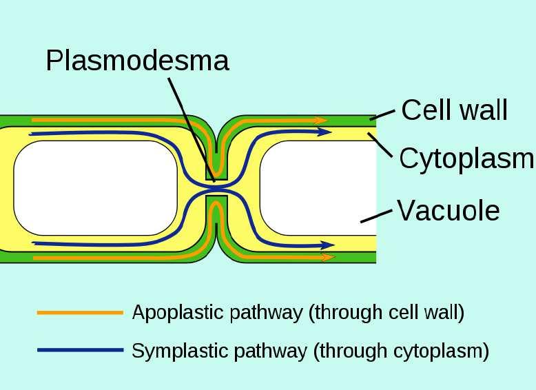 Slide 135 / 143 Plant Cell Junctions Plant cells are supported by rigid cell walls made largely of cellulose.