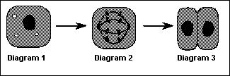 8 of 8 12/12/11 12:00 PM 45. 48. Figure 9 The diagrams represent a cell process. If the cell in Diagram 1 contains 4 chromosomes, what is the total number of chromosomes in each cell in Diagram 3? A.