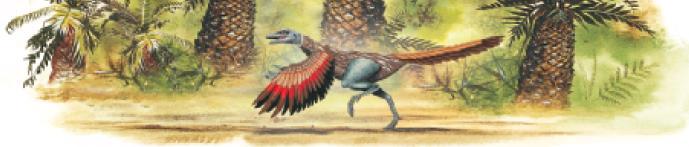 The fossil record Darwin predicted the existence of fossils intermediate in form between species, such as Archaeopteryx.