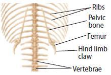 Comparative anatomy Vestigial structures are structures that are the reduced
