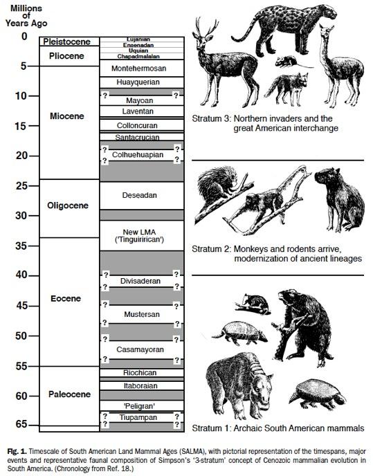 South American biogeography Early groups were part of pan- Gondwana fauna, including edentates (sloths and armadillos), paenungulates, and marsupials.