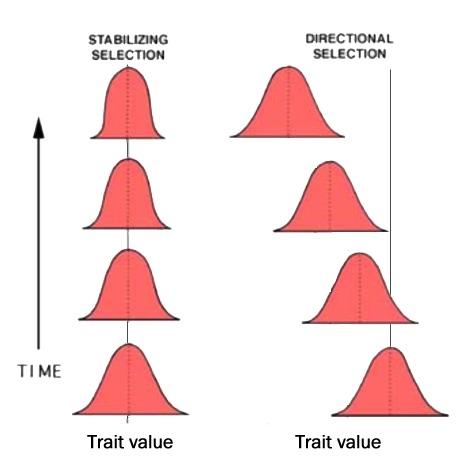 Two modes of selection Stabilizing selection. Extremes of variation are selected against, causing the population to remain the same over time.