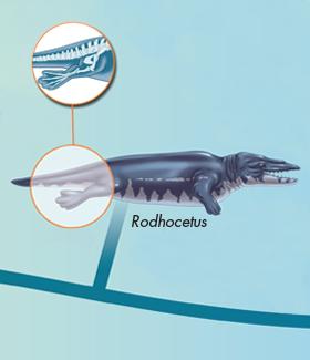 Recent Fossil Finds The hind limbs of Rodhocetus were short and probably not able to bear