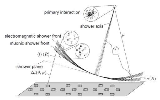 Particle showers Muons are produced higher in the atmosphere, are more energetic and suffer less multiple scattering than electrons.