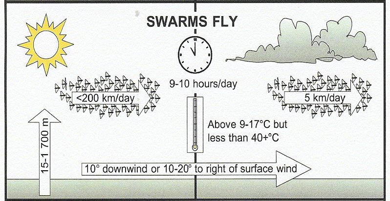 Swarm movement depends