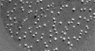 5.1. Photoemission Electron Microscopy measurements of self-assembled LSMO nanoislands XAS at the right side show the surface (top panel) and bulk (bottom panel) contributions obtained by selecting