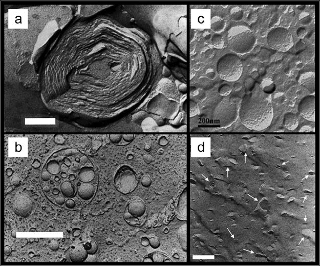 Fig. 6. Freeze-fracture TEM microscopy: a) multilamellar liposome, b) multivesicular liposome, c) submicron emulsion and d) SLN. Reprinted from refs.